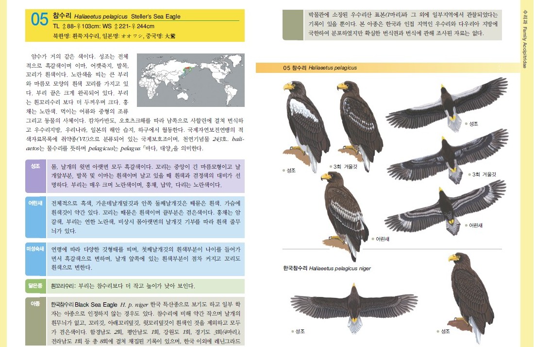 A Field Guide to the Raptors of Korea
